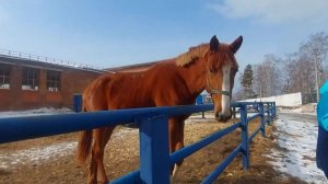 Весёлая весна.Учебно -спортивный комплекс коневодства.Эко -парк Юдинская долина .Красноярск