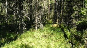 ТАЙГА. ЧУДОВИЩА ТАЙГИ РЕАЛЬНЫЕ! 5 Историй о Ужасных Встречах в ТАЁЖНЫХ лесах