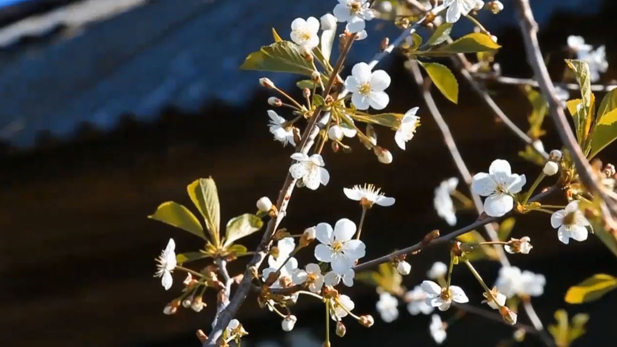 МАЙСКАЯ ВЫСАДКА В ГРУНТ: ТАБАЧНАЯ РАССАДА УКОРЕНИЛАСЬ – 9 лет назад! «Сады порока» 2 сезон 6 серия