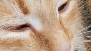 Кошка Ксюша