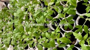 Как посеять томаты на рассаду?