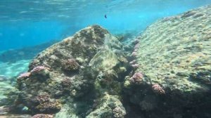 Чудо океана