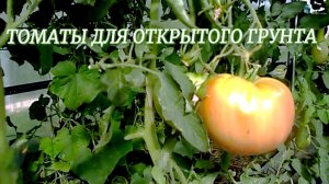 ТОМАТЫ ДЛЯ ОТКРЫТОГО ГРУНТА
