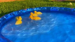 Утки для детей