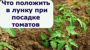 Секретная "бомба" для лунки томатов: после такой заправки рассада не болеет и радует урожаем
