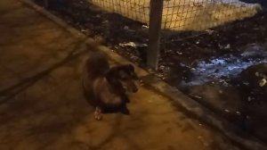 179 2021.03.27_01.09.51 Маня со мной на прогулке.