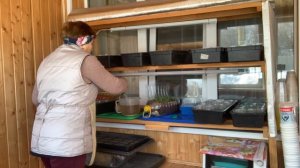 Рассаду переставила, на стеллаж. Полила для укоренение корней.