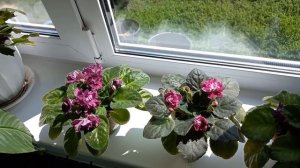 22 августа 2023 г.фиалочки цветут