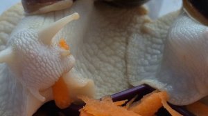 Улитки с аппетитом едят свежую морковку.