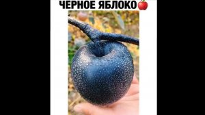 #смешныевидео -1145