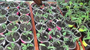 ПОСЕВЫ 2026-60. Первый полив рассады томатов через 5 дней после пикировки.