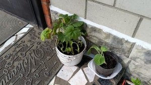 У нас уже весна