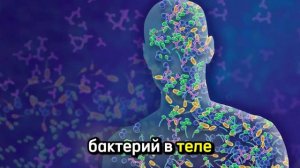 Бактерии в человеке