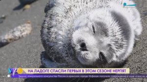 На Ладоге спасли первых в этом сезоне нерпят