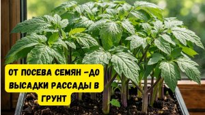 ОСНОВНЫЕ ПРАВИЛА ВЫРАЩИВАНИЯ ХОРОШЕЙ РАССАДЫ!