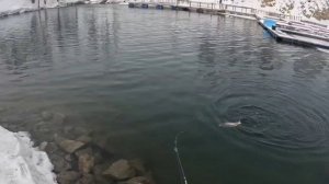 Форель 7.03.2026.