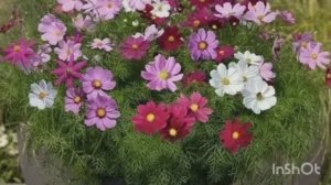 Посев однолетников: лаватера, космея, шток- роза / Лемонграс посев /