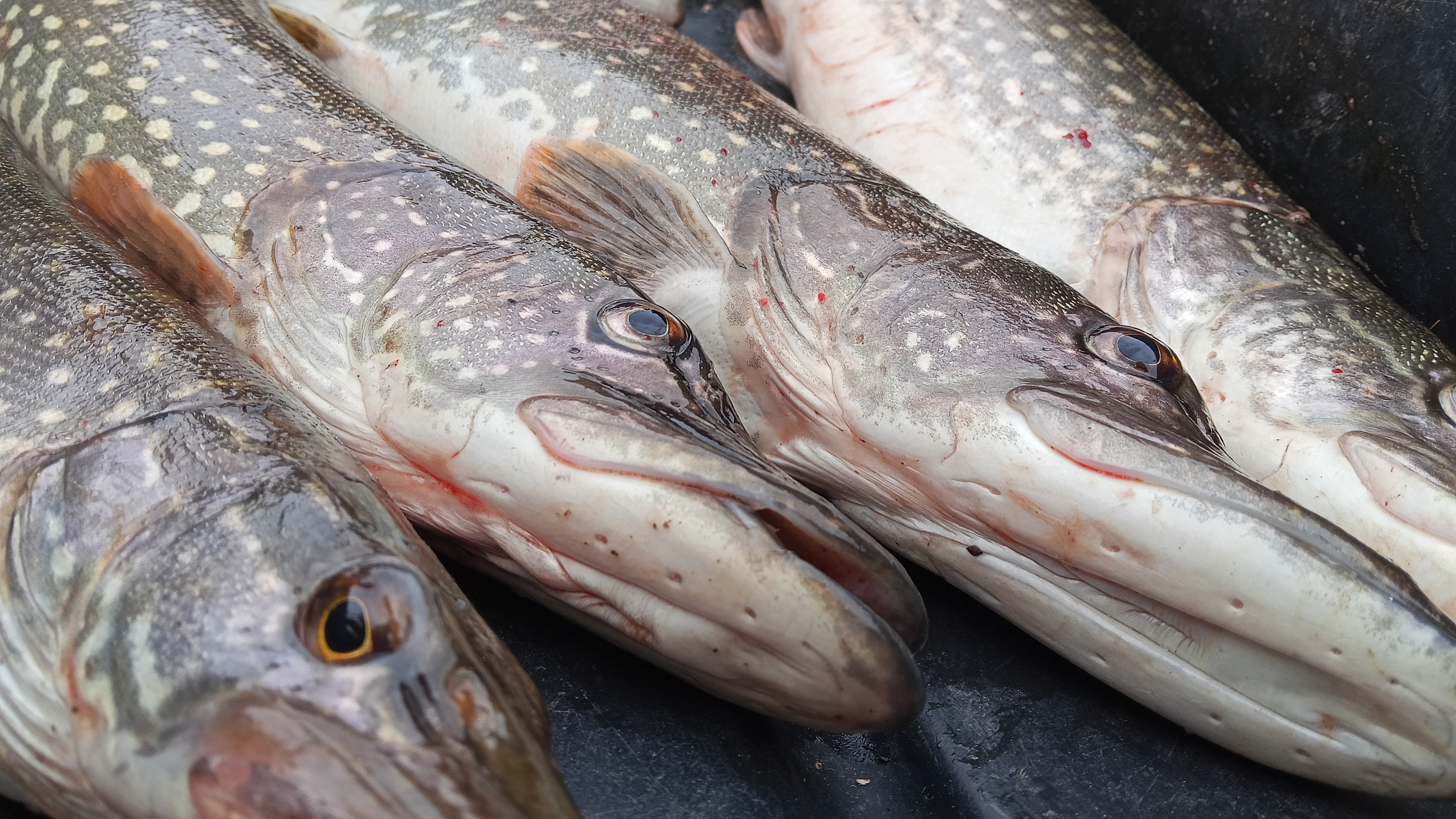 ЛОВИЛ РЫБУ, А ПОЙМАЛ - ОГРОМНОЕ БОГАТСТВО! ОСТАВИЛ ЖЕРЛИЦЫ НА НОЧЬ - ТЕПЕРЬ ТОЧНО ЗАКРЫЛ ЛЁД! ЩУКА