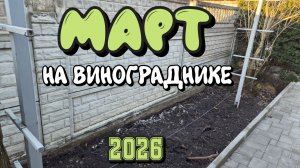 МАРТ 2026 на винограднике.