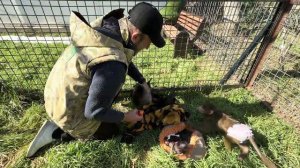 Анфиса, Финик и Николь пришли погулять по травке-радуется ТОЛЬКО Анфиса😁