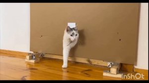 В насколько маленькое отверстие, смогут полезть наши пушистики!🐱🐾 Мурка и Малыш соревнуются! 🚀🥰