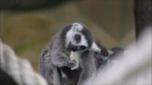 Семейство лемуров с малышами 05.03.2026