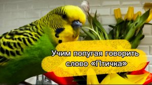 Учим попугая говорить слово «Птичка». Говорящий попугай.