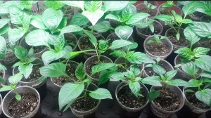 11.03.2026 Обзор рассады, планы на сегодня.