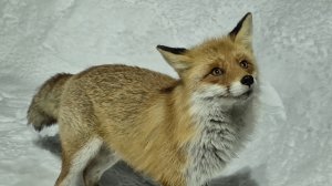 (1229) Лиса приходит в гости. Февраль 2026