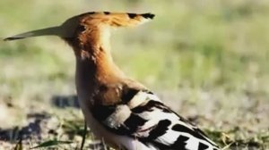 Звук природы. Птицы. Удод поёт в саду