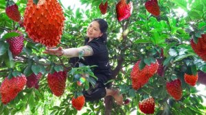 Собираем спелые тропические фрукты для продажи на рынке. Сельская жизнь.