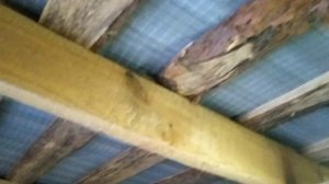 Новополянье!!! Отпуск!!! Куры!!! Жизнь!!!