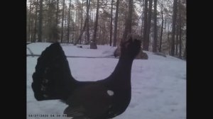 Глухарь на току/ Брачная песня глухаря.