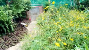 Нячанг бабочки