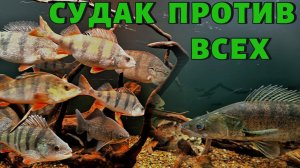 СУДАК ПРОТИВ ВСЕХ