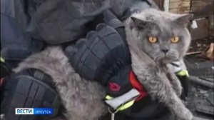 Пожарные в Иркутске спасли из горящего дома двух котов