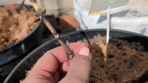 Крупнолистные гортензии после зимовки. Условия для дальнейшего содержания. 10.03.2026