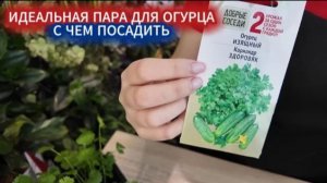 С чем посадить огурцы на одной грядке - совместные идеальные посадки