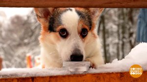 Мы с собакой - следопыты! Доброе утро. Фрагмент выпуска от 11.03.2026