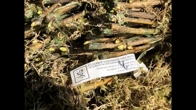 Посадка саженцев (май2018). Садовый питомник ПРЕССИНГ