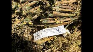 Посадка саженцев (май2018). Садовый питомник ПРЕССИНГ