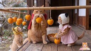 Котики и Хурма