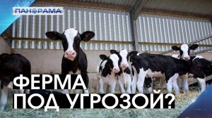 Грязь и падёж скота: молочная ферма в Новоазовске оказалась на грани коллапса.