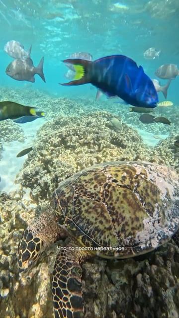 Ты такого не видел…