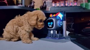 Кавапу малыш 2 месяца