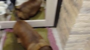 177 2021.03.03_09.04.38 Маня у зеркала.