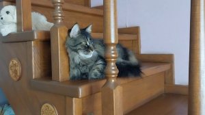 ✅️Среда пришла,снег принесла.