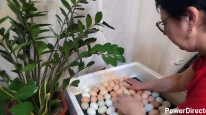 11-03-2026 Инкубатор Несушка / теперь пользуюсь вместо бинтов колготками.