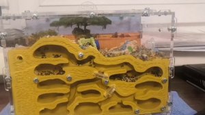 Муравьи 🐜🐜