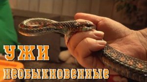 Ужи не обыкновенные, а подвязочные